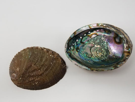 Abolone Shell 5-6"