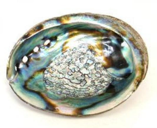 Abolone Shell 6-8"